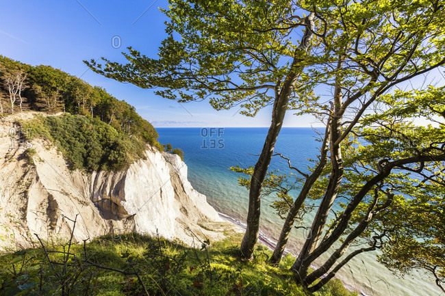 Mons klint, chalk cliffs and beech forest, baltic sea, mon island, seeland region