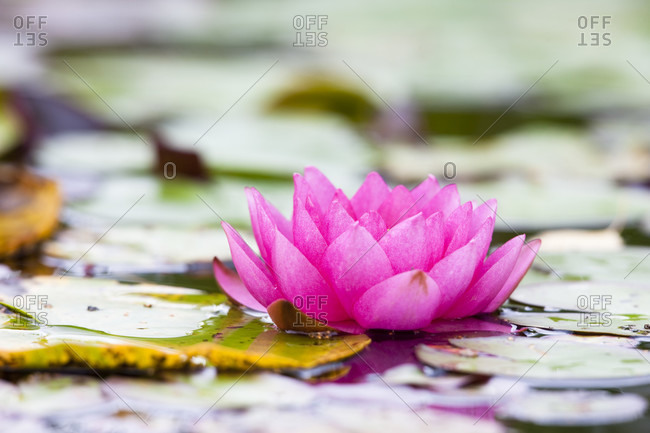 Pink water lily (nymphaea alba) in a pond, soft focus, close-up