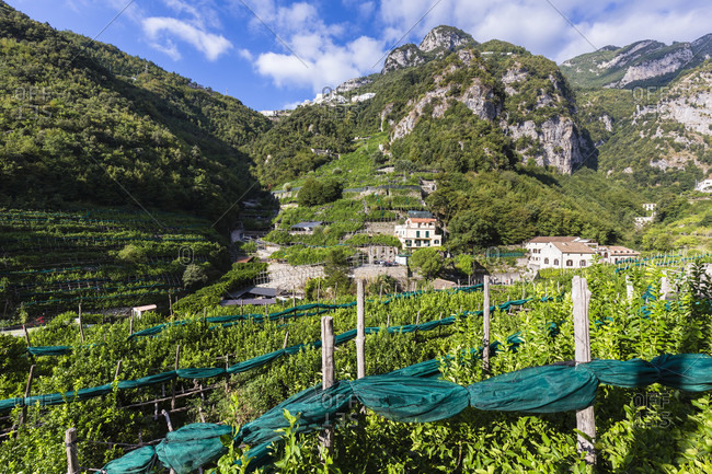 Lemon cultivation in the nature reserve valle delle ferriere or iron valley, a former valley of the smiths