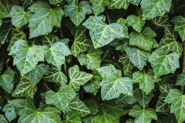 Ivy leaves with raindrops shining in the air.