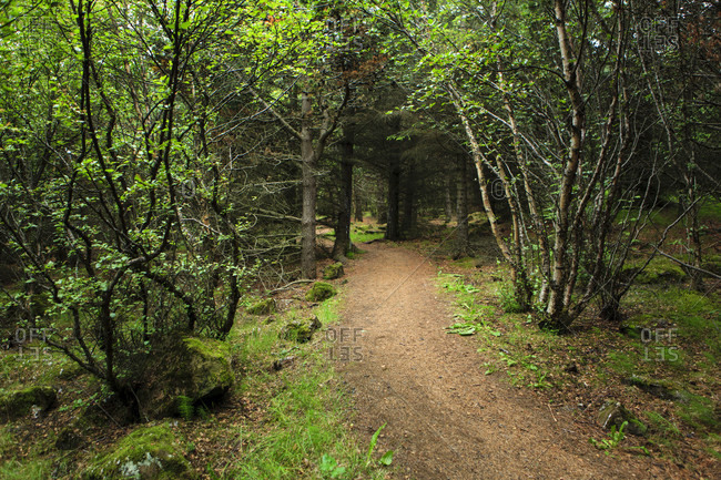 Hiking trail in the forest area in iceland,