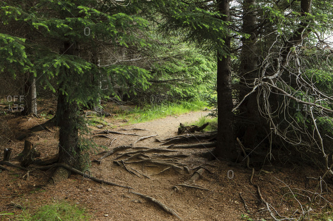 coniferous trees stock photos - OFFSET