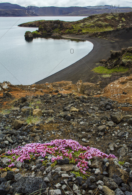 Early flowering thyme, arctic thyme, thymus praecox on volcanic ash in iceland / (thymus praecox)