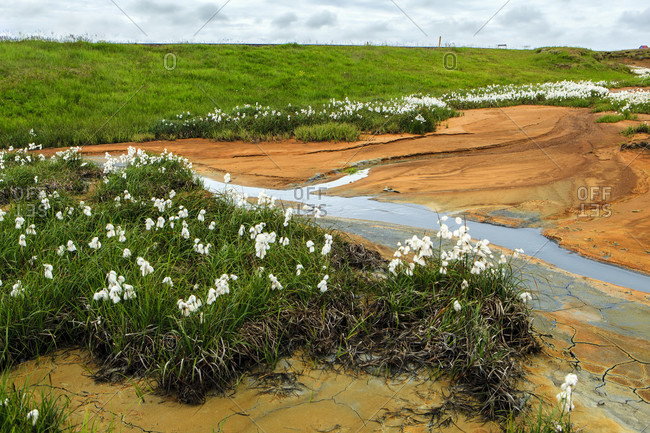 Cotton grass in the geothermal area, mineral deposits, volcanic system krýsuvík, iceland, nature, landscape, eriophorum, wetland, plants (eriophorum)