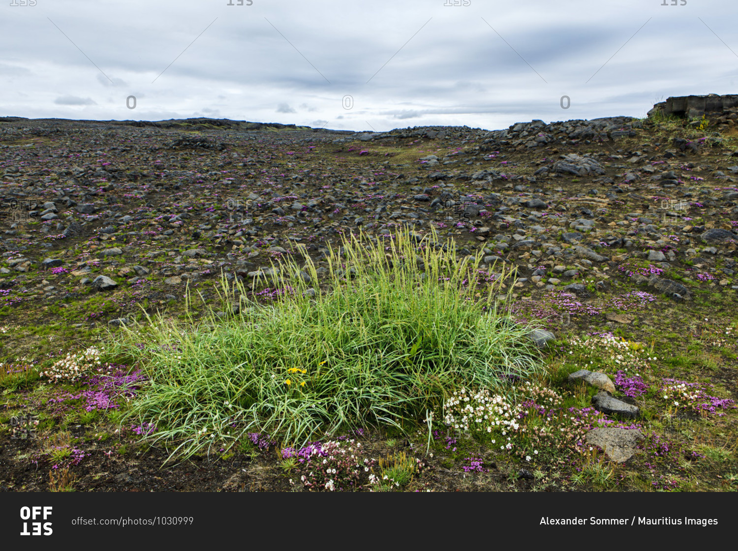 Native plants on the volcanic earth in iceland,