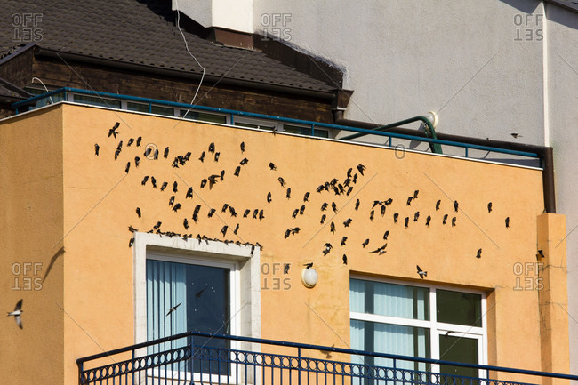 Swallows warm themselves on the house wall at sunrise, obzor, bulgaria.