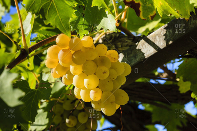 Ripe grapes on the vine, bulgaria