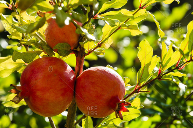 Pomegranate (punica granatum), fruits growing on the tree, obzor, bulgaria.  stock photo - OFFSET