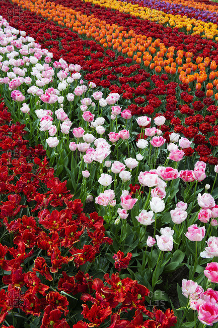 Colorful tulip fields around Lisse