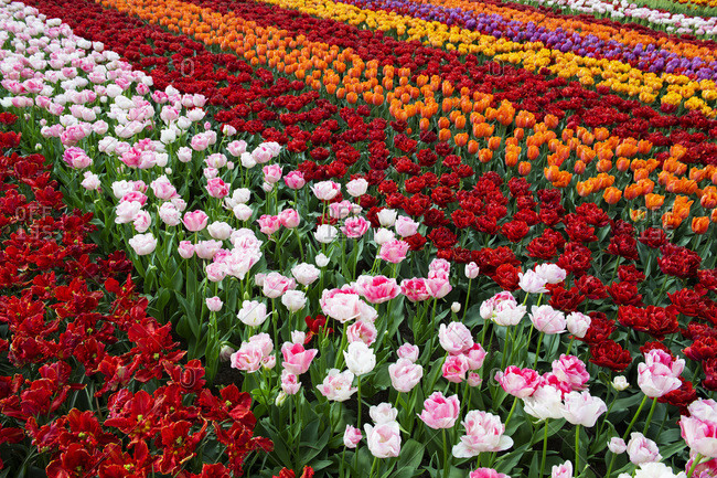 Colorful tulip fields around Lisse
