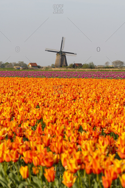 Colorful tulip fields and windmills