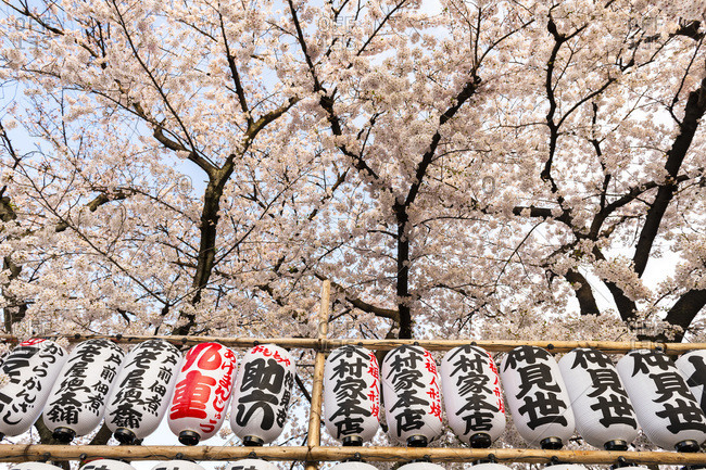 Kanto, Japan - April 11, 2017: Senso-ji Temple, cherry blossom trees