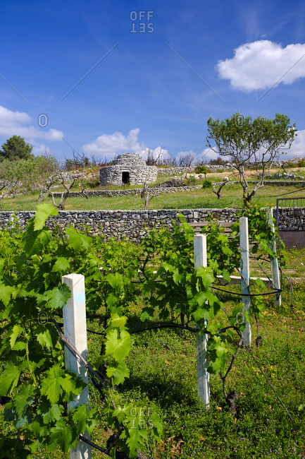 Dalmatia, Croatia - May 10, 2018: Vineyards and a traditional bunja (rural stone building)