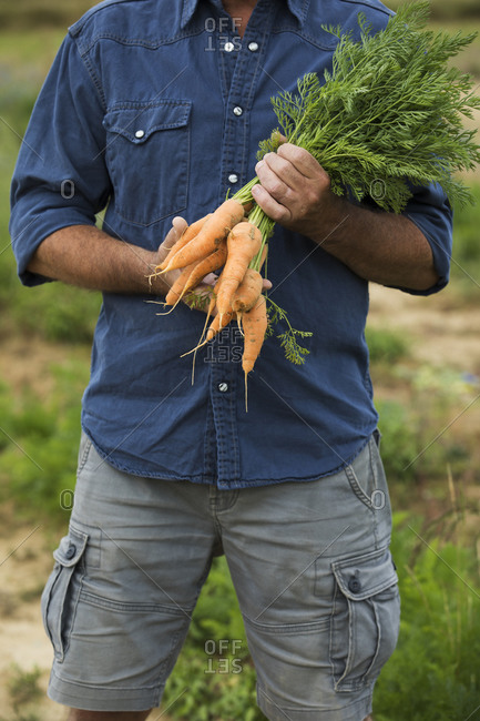 Mature man holding bunch of carrot in hand while standing at farm
