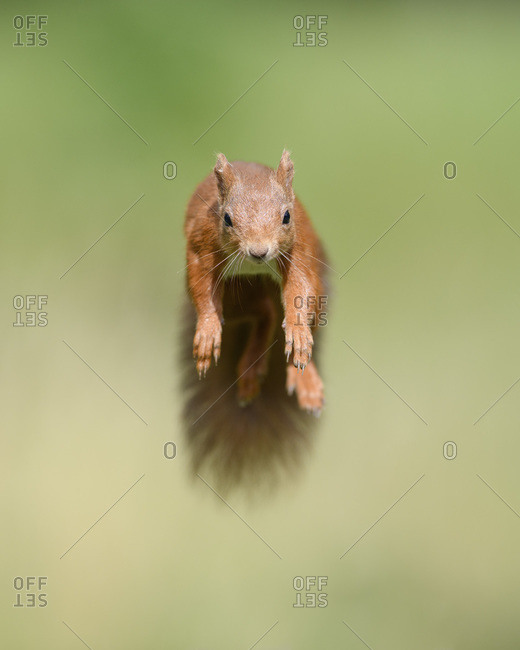 Portrait of Eurasian red squirrel (Sciurus vulgaris) jumping toward camera