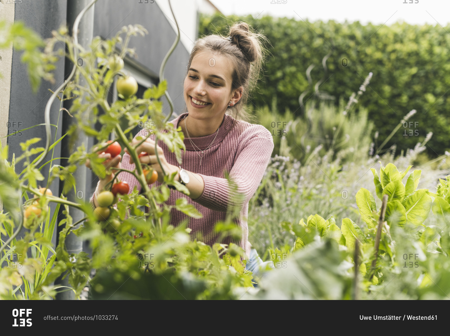 Smiling woman picking cherry tomatoes in community garden