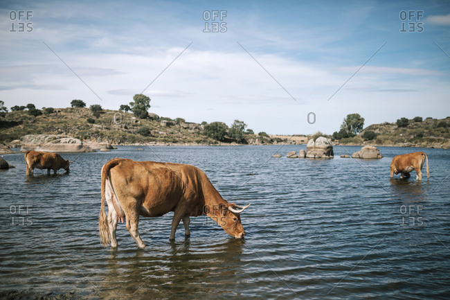 Cows drinking water in a beautiful landscape of Los Barruecos in Spain