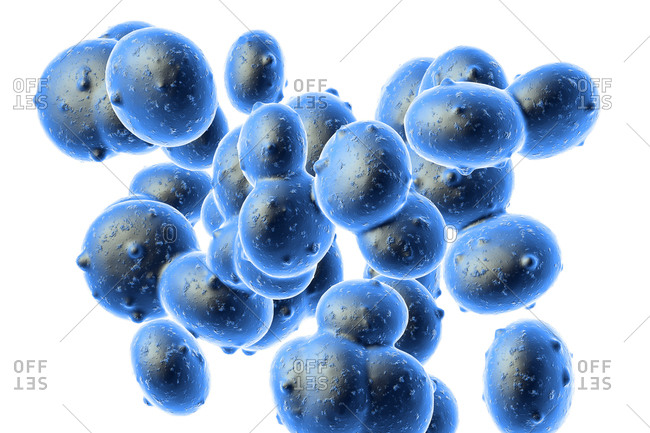 Illustration of Staphylococcus aureus (MRSA) coccoid bacteria. Staphylococcus aureus is a Gram-positive bacterium that causes food poisoning, toxic shock syndrome and skin and wound infections such as scalded skin syndrome, scarlet fever, erysipelas and impetigo. Methicillin resistant Staphylococcus aureus (MRSA) infections that are acquired by persons who have not been recently hospitalized or had a medical procedure are known as CA-MRSA (Community associated-MRSA) infections. CA-MRSA infections in the community are usually manifested as skin infections, such as pimples and boils, and occur in otherwise healthy people.