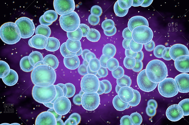 Illustration of Staphylococcus epidermidis bacteria. Staphylococcus epidermidis is part of normal human skin flora (commensal). It can also be found in the mucous membranes and in animals. Although S. epidermidis is not usually pathogenic, patients with compromised immune systems are at risk of developing infection. These infections are generally hospital-acquired.