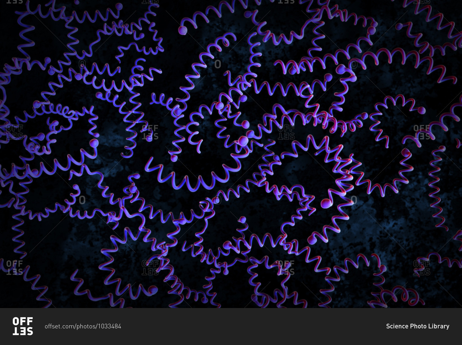 Illustration Of Treponema Pallidum Bacteria Which Causees Syphilis 