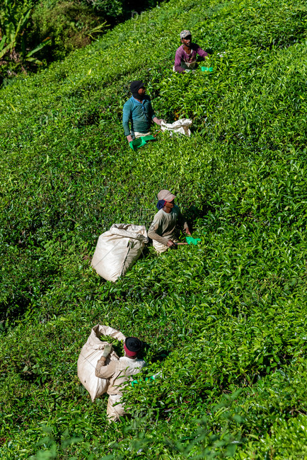 March 29, 2018: Group of workers picking up tea leaves in a tea plantation. Cameron Highlands, Malaysia