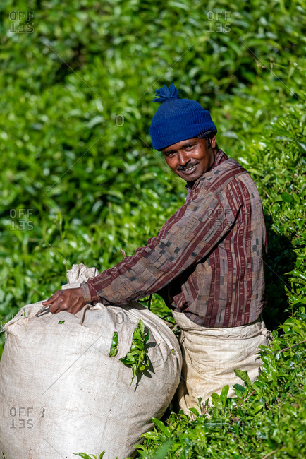 March 29, 2018: A worker picking up tea leaves in a tea plantation. Cameron Highlands, Malaysia