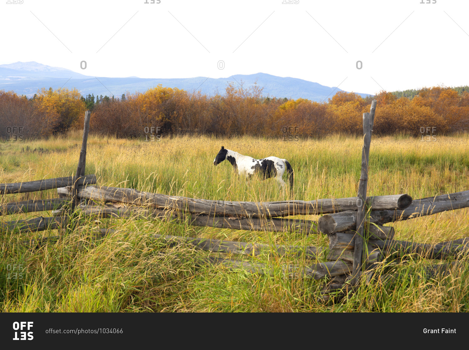 Horse standing in field surrounded by fall colors, Alexis Creek, Chilcotin Region, British Columbia, Canada