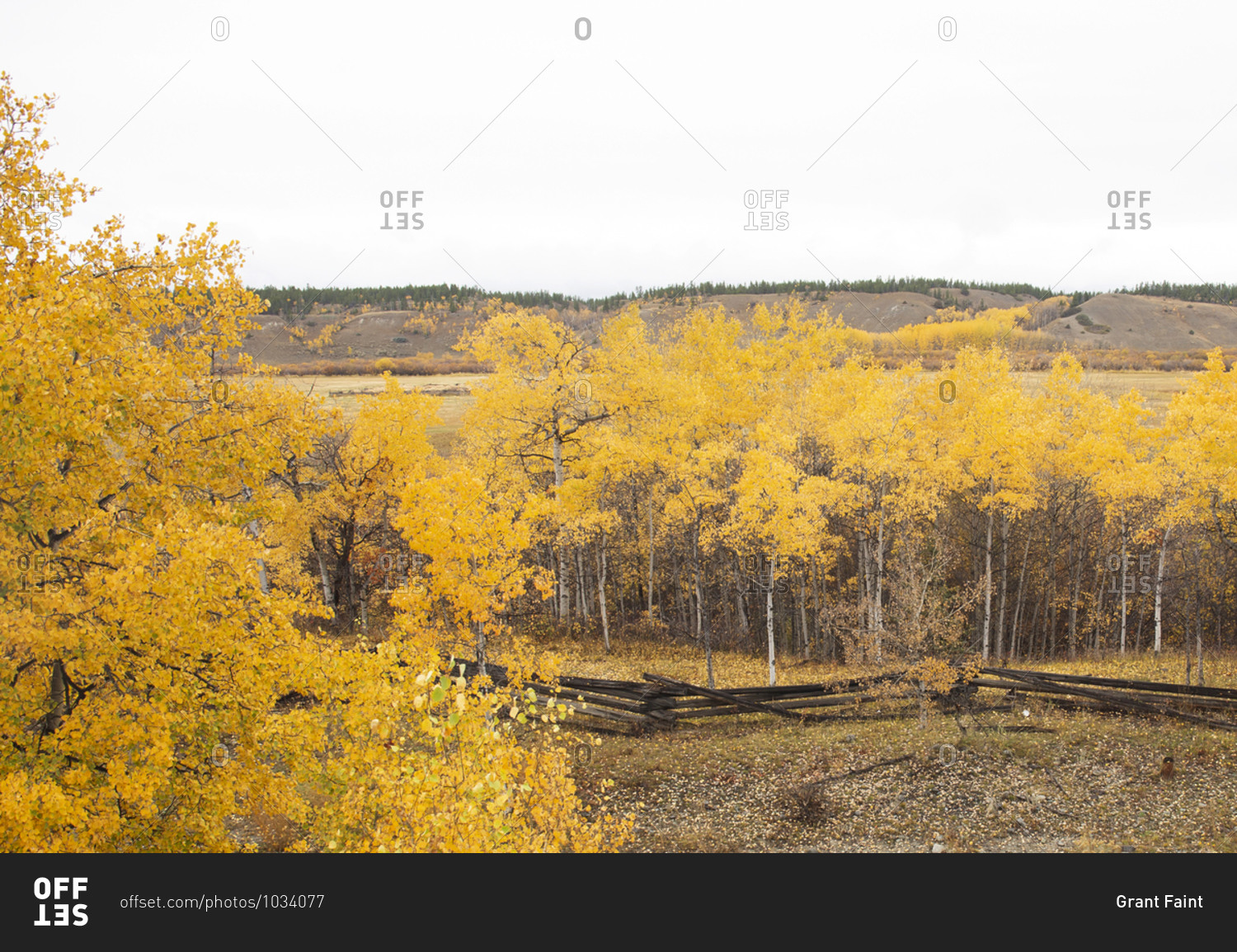 Bird\'s eye view over fall colors in an aspen tree grove in the Chilcotin Region of British Columbia, Canada