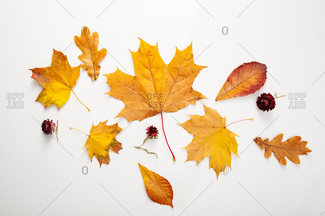 Overhead view of leaves and flowers as an autumn concept