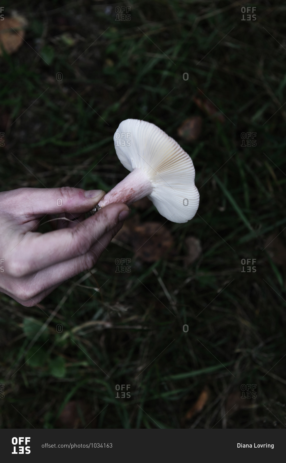 Person holding a mushroom picked in the forest