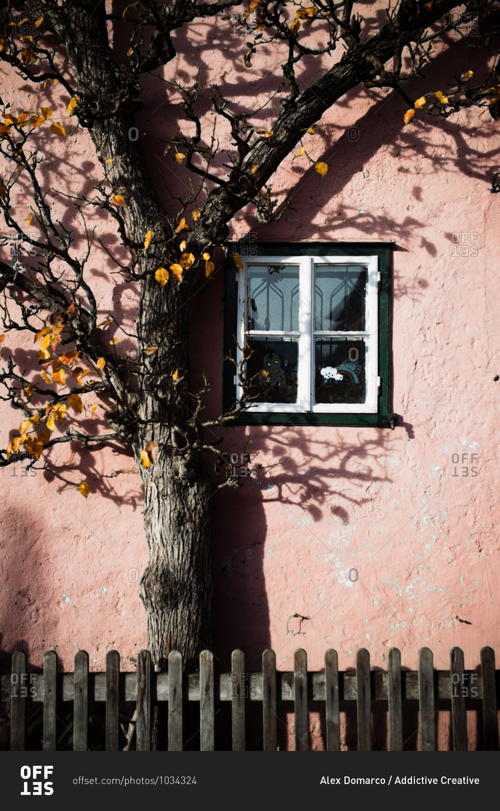 Old tree with bare branches growing in yard of weathered rural house with pink stone wall and small window in autumn countryside