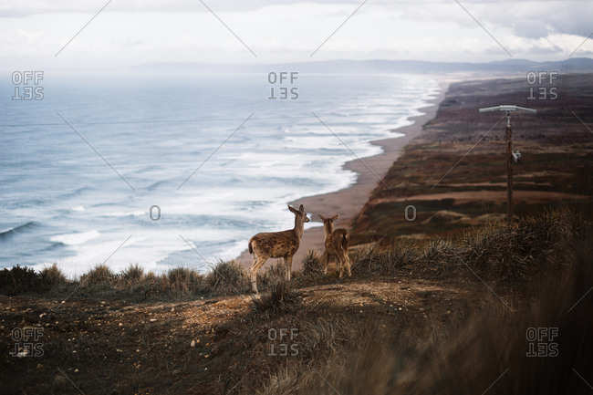 Couple of wild deer grazing on hill with dried grass near sea on cloudy day in fall
