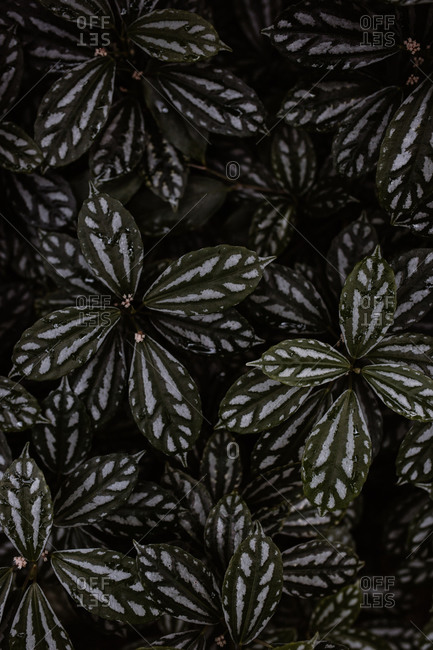 Top view of green watermelon pilea with delicate leaves growing in dark hothouse