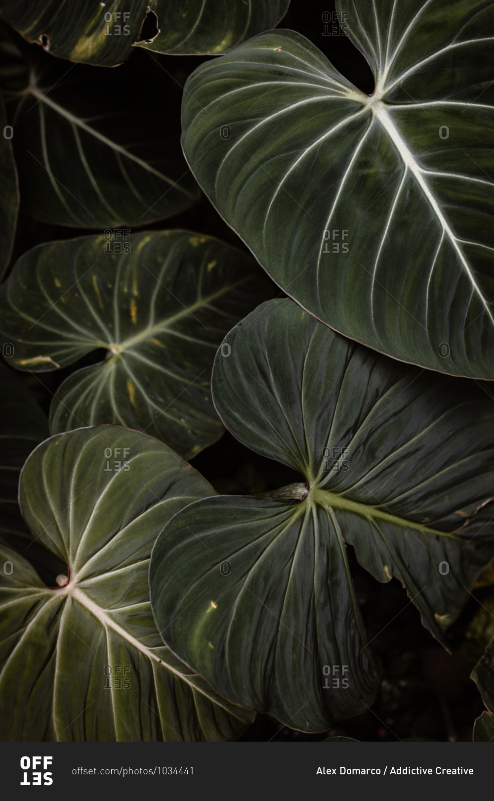 Top view of green leaves growing in dark hothouse