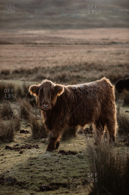 Adorable Highland cattle pasturing in meadow with dry grass in Scottish Highlands and looking at camera