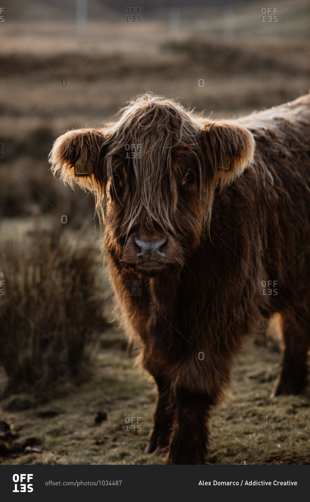 Adorable Highland cattle pasturing in meadow with dry grass in Scottish Highlands and looking at camera