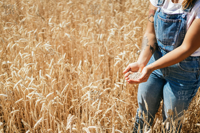 Crop female farmer in overalls standing in golden field and pouring wheat grain in hand