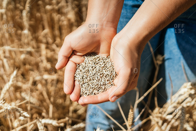 Top view of cropped female farmer in overalls standing in golden field with hands full of wheat grain