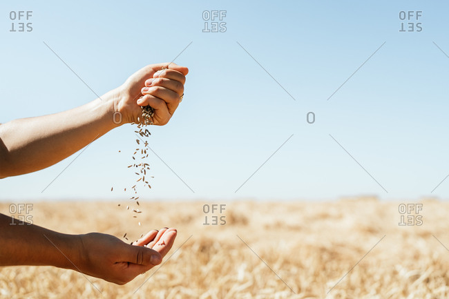 Crop female farmer in overalls standing in golden field and pouring wheat grain in hand