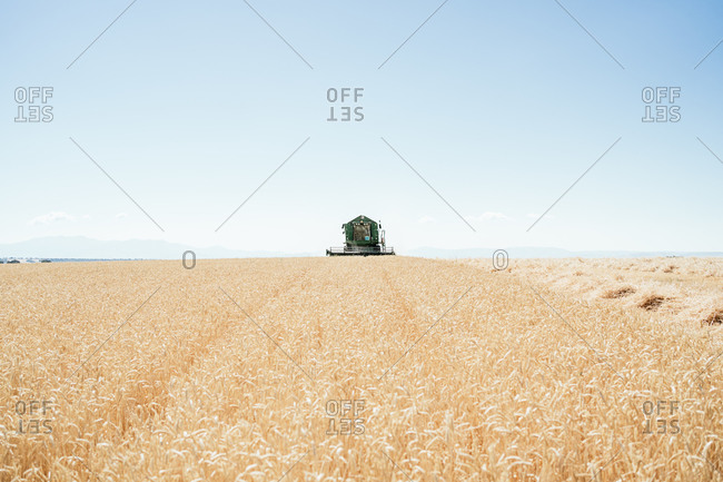 Heavy combine machine collecting wheat in dry field in countryside in harvest season