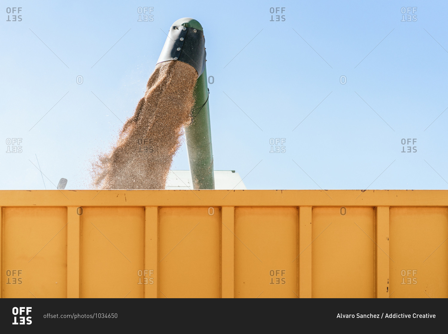 Low angle of detail of combine harvester pouring wheat grain in trailer while working in agricultural field in countryside