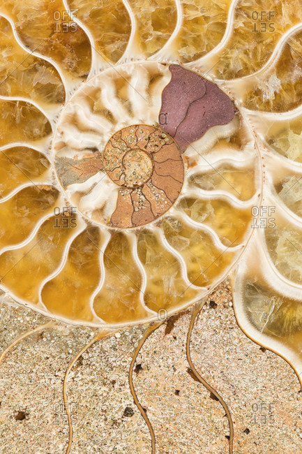 Macro photograph of a split fossilized ammonite shell showing the internal mineralized chambers; an extinct marine invertebrate from Madagascar; age: Cretaceous-Albian stage (110 million years ago)