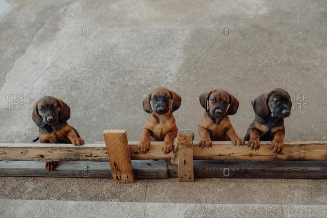 High angle of adorable brown German Hound puppies standing together near wooden fence in countryside