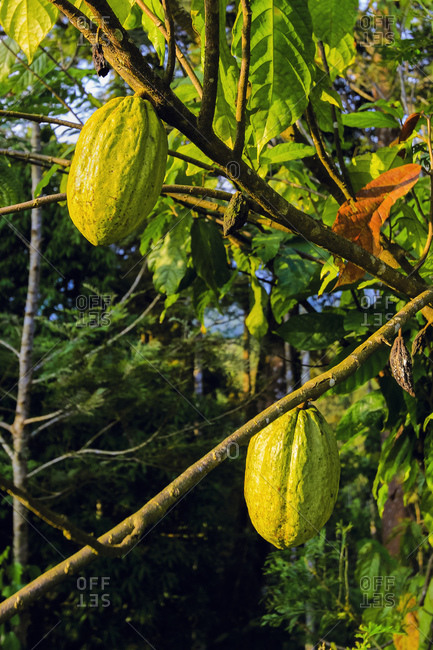 Green pods whose seeds are used to make chocolate, on a cocoa tree (Theobroma cacao), Muthuvankudi, Munnar, Kerala, India, Asia