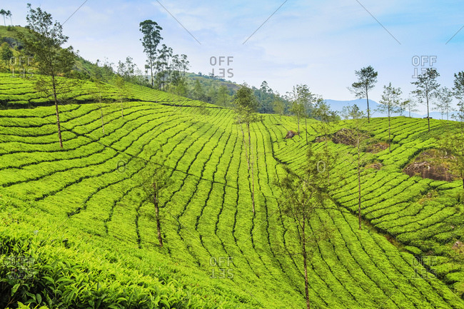 Tea bush covered slopes at Lakshmi tea estate in the Kannan Devan Hills west of Munnar, Lakshmi, Munnar, Kerala, India, Asia