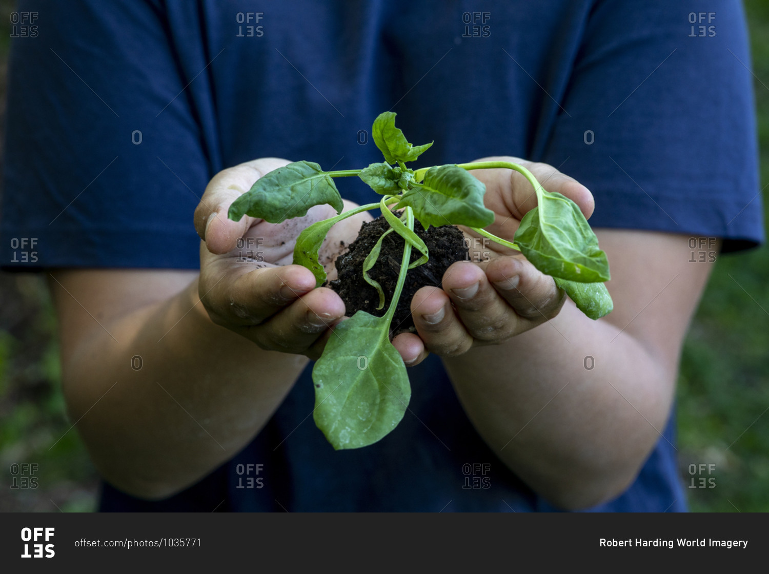 Boy holding a plant sprout in Eure, Normandy, France, Europe