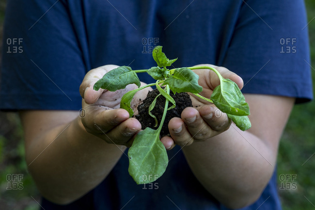 Boy holding a plant sprout in Eure, Normandy, France, Europe