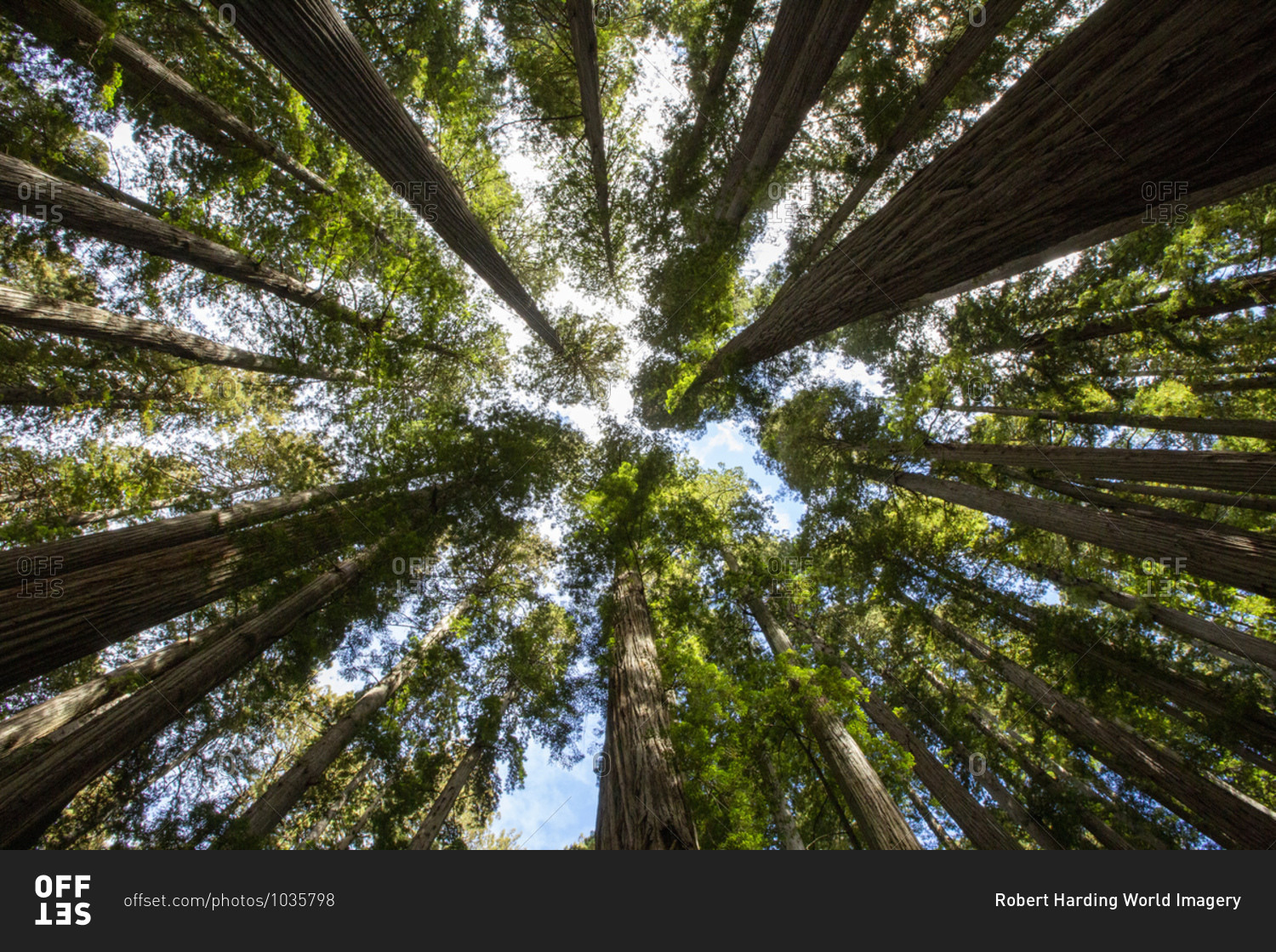 Among giant redwoods on the Boy Scout Tree Trail in Jedediah Smith Redwoods State Park, UNESCO World Heritage Site, California, United States of America, North America