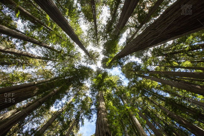 Among giant redwoods on the Boy Scout Tree Trail in Jedediah Smith Redwoods State Park, UNESCO World Heritage Site, California, United States of America, North America