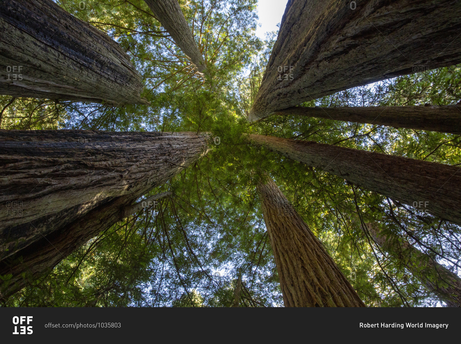 Giant redwoods on the Lady Bird Johnson Trail in Redwood National Park, UNESCO World Heritage Site, California, United States of America, North America
